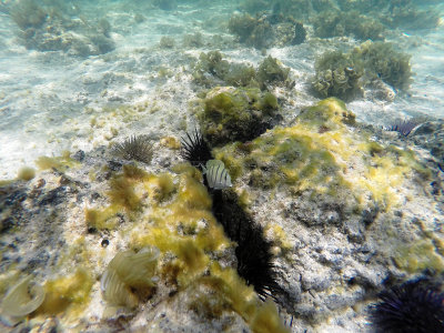 635 - Snorkeling ile Maurice janvier 2017 - GOPR6669_DxO Pbase.jpg