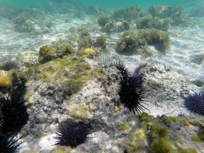 636 - Snorkeling ile Maurice janvier 2017 - GOPR6670_DxO Pbase.jpg