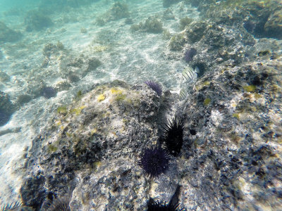 641 - Snorkeling ile Maurice janvier 2017 - GOPR6675_DxO Pbase.jpg