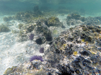 644 - Snorkeling ile Maurice janvier 2017 - GOPR6678_DxO Pbase.jpg