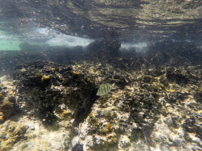 653 - Snorkeling ile Maurice janvier 2017 - GOPR6687_DxO Pbase.jpg