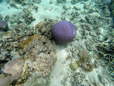 674 - Snorkeling ile Maurice janvier 2017 - GOPR6710_DxO Pbase.jpg