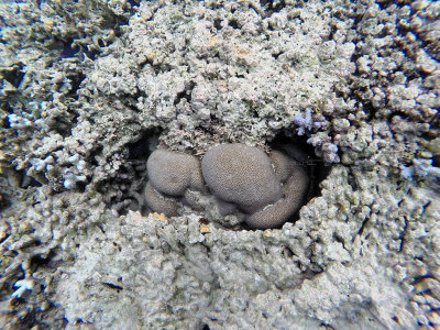 677 - Snorkeling ile Maurice janvier 2017 - GOPR6713_DxO Pbase.jpg