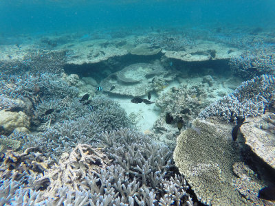 685 - Snorkeling ile Maurice janvier 2017 - GOPR6721_DxO Pbase.jpg