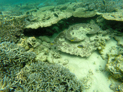 686 - Snorkeling ile Maurice janvier 2017 - GOPR6722_DxO Pbase.jpg