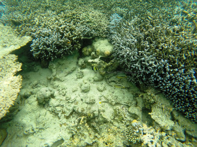 688 - Snorkeling ile Maurice janvier 2017 - GOPR6724_DxO Pbase.jpg