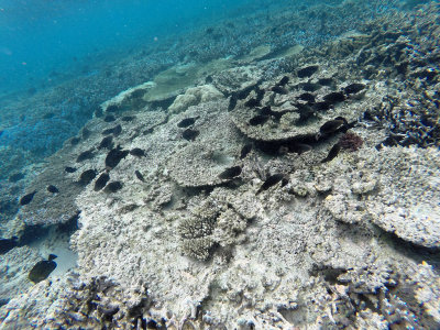 693 - Snorkeling ile Maurice janvier 2017 - GOPR6729_DxO Pbase.jpg