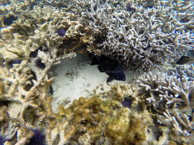 696 - Snorkeling ile Maurice janvier 2017 - GOPR6732_DxO Pbase.jpg