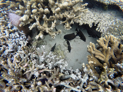 702 - Snorkeling ile Maurice janvier 2017 - GOPR6738_DxO Pbase.jpg