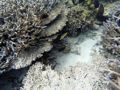 704 - Snorkeling ile Maurice janvier 2017 - GOPR6740_DxO Pbase.jpg