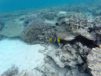 709 - Snorkeling ile Maurice janvier 2017 - GOPR6745_DxO Pbase.jpg