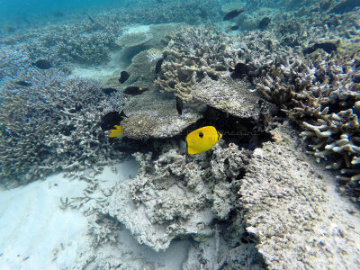 710 - Snorkeling ile Maurice janvier 2017 - GOPR6746_DxO Pbase.jpg