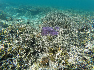 721 - Snorkeling ile Maurice janvier 2017 - GOPR6758_DxO Pbase.jpg