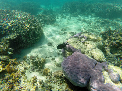 728 - Snorkeling ile Maurice janvier 2017 - GOPR6765_DxO Pbase.jpg