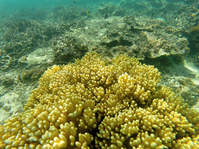 732 - Snorkeling ile Maurice janvier 2017 - GOPR6769_DxO Pbase.jpg