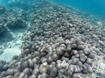 739 - Snorkeling ile Maurice janvier 2017 - GOPR6776_DxO Pbase.jpg