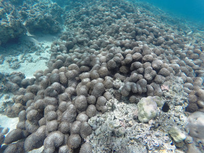 740 - Snorkeling ile Maurice janvier 2017 - GOPR6777_DxO Pbase.jpg