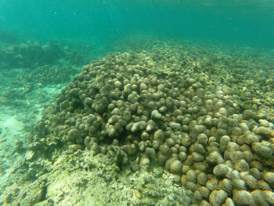 744 - Snorkeling ile Maurice janvier 2017 - GOPR6781_DxO Pbase.jpg