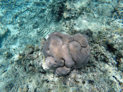 752 - Snorkeling ile Maurice janvier 2017 - GOPR6789_DxO Pbase.jpg