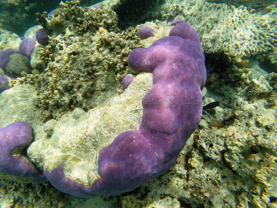 755 - Snorkeling ile Maurice janvier 2017 - GOPR6792_DxO Pbase.jpg