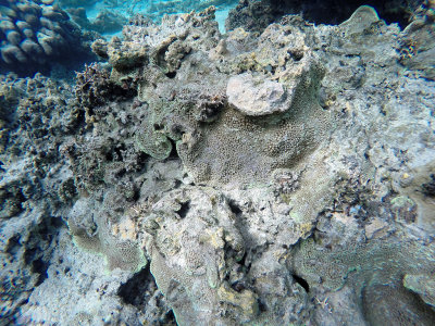 757 - Snorkeling ile Maurice janvier 2017 - GOPR6794_DxO Pbase.jpg