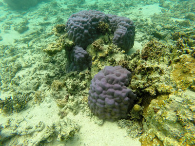 763 - Snorkeling ile Maurice janvier 2017 - GOPR6800_DxO Pbase.jpg