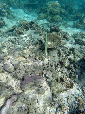 774 - Snorkeling ile Maurice janvier 2017 - GOPR6811_DxO Pbase.jpg