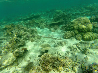 776 - Snorkeling ile Maurice janvier 2017 - GOPR6813_DxO Pbase.jpg