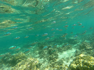 782 - Snorkeling ile Maurice janvier 2017 - GOPR6819_DxO Pbase.jpg