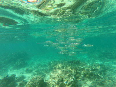 788 - Snorkeling ile Maurice janvier 2017 - GOPR6825_DxO Pbase.jpg