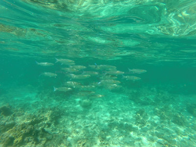 789 - Snorkeling ile Maurice janvier 2017 - GOPR6826_DxO Pbase.jpg