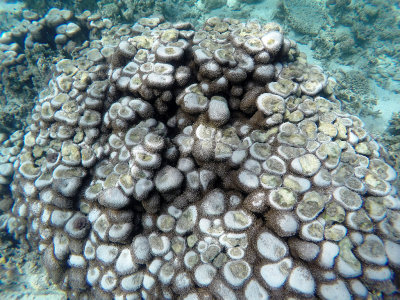 796 - Snorkeling ile Maurice janvier 2017 - GOPR6833_DxO Pbase.jpg