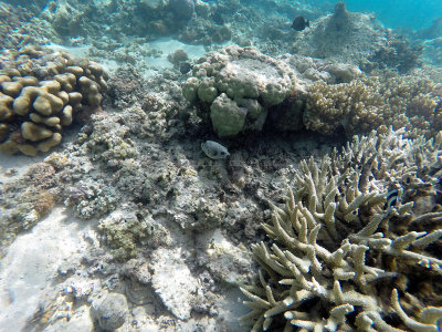 805 - Snorkeling ile Maurice janvier 2017 - GOPR6842_DxO Pbase.jpg