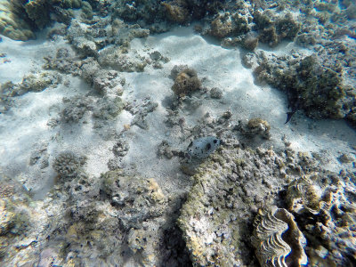 808 - Snorkeling ile Maurice janvier 2017 - GOPR6845_DxO Pbase.jpg