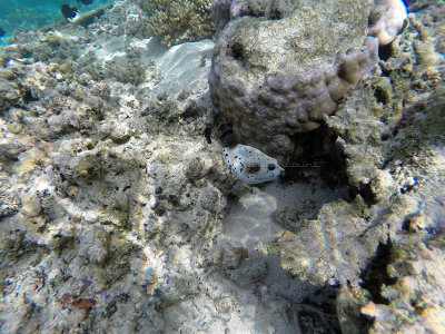 810 - Snorkeling ile Maurice janvier 2017 - GOPR6847_DxO Pbase.jpg