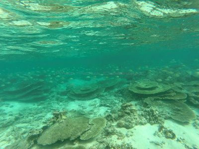 816 - Snorkeling ile Maurice janvier 2017 - GOPR6853_DxO Pbase.jpg