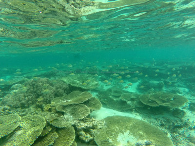 818 - Snorkeling ile Maurice janvier 2017 - GOPR6855_DxO Pbase.jpg