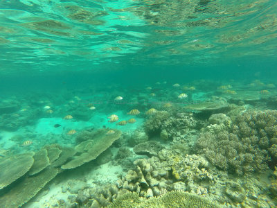 821 - Snorkeling ile Maurice janvier 2017 - GOPR6858_DxO Pbase.jpg