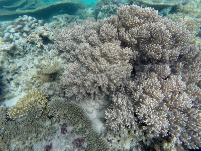 824 - Snorkeling ile Maurice janvier 2017 - GOPR6861_DxO Pbase.jpg