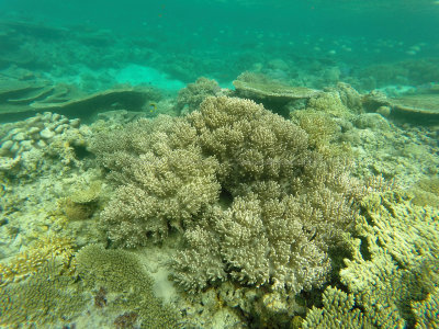 825 - Snorkeling ile Maurice janvier 2017 - GOPR6862_DxO Pbase.jpg