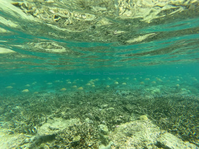 827 - Snorkeling ile Maurice janvier 2017 - GOPR6864_DxO Pbase.jpg