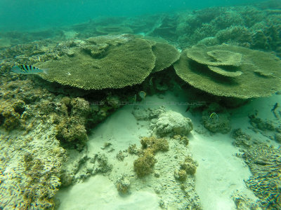 828 - Snorkeling ile Maurice janvier 2017 - GOPR6865_DxO Pbase.jpg