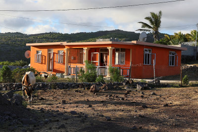 333 - Vacances ile Rodrigues janvier 2017 - IMG_2311_DxO Pbase.jpg