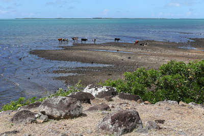 415 - Vacances ile Rodrigues janvier 2017 - IMG_2394_DxO Pbase.jpg