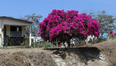 3011 Vacances  Cuba en avril 2017 - IMG_8422 DxO Pbase.jpg