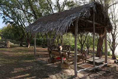 805 - Vacances ile Rodrigues janvier 2017 - IMG_2768 DxO Pbase.jpg