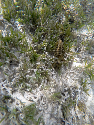 1 - Snorkeling ile Rodrigues janvier 2017 - GOPR5862 DxO Pbase.jpg