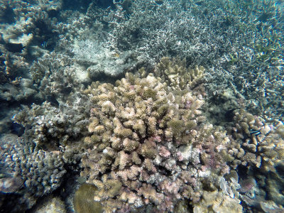 103 - Snorkeling ile Rodrigues janvier 2017 - GOPR5958 DxO Pbase.jpg