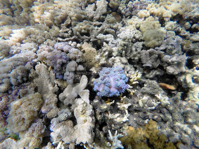 105 - Snorkeling ile Rodrigues janvier 2017 - GOPR5960 DxO Pbase.jpg