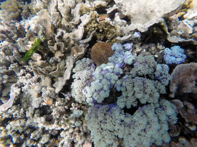 106 - Snorkeling ile Rodrigues janvier 2017 - GOPR5961 DxO Pbase.jpg